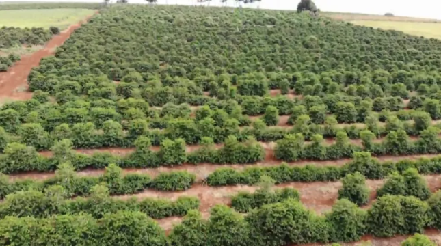 Produção de café no Paraná deve ser 40% menor do que previsto, diz estimativa do Deral